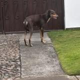 Picture of dog lost at Managua