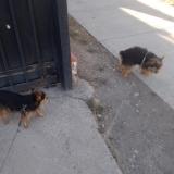 Picture of dog lost at San Bernardo