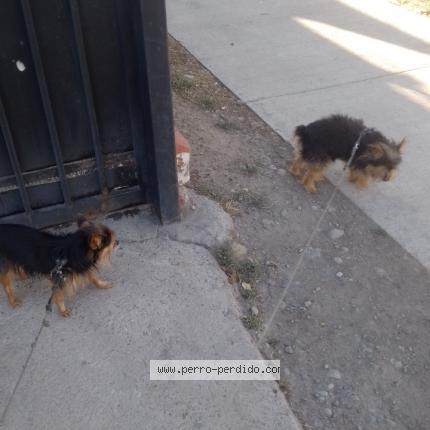 Photo 1/1 Lola Chien lost in San bernardo