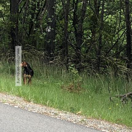 Photo 1/1 Found dog Found in Chorges