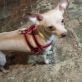 Picture of dog lost at Santo Domingo
