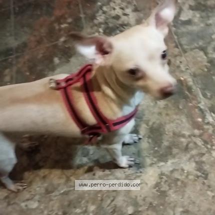 Photo 1/1 Mayers Chien lost in Santo domingo