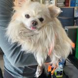 Picture of dog found at Tourcoing