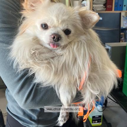 Photo 1/1 Found dog Found in Tourcoing