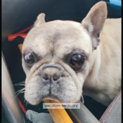 Photo 1/1 Found dog Found in Luynes