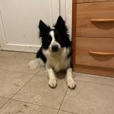 Picture of dog lost at Astille