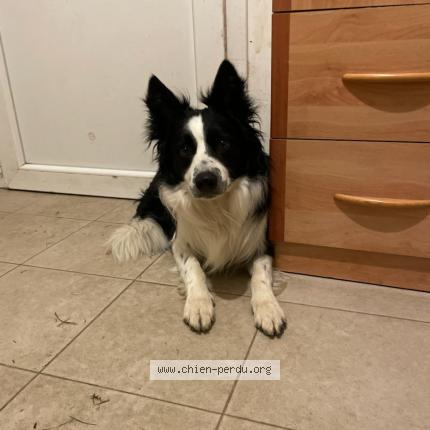 Photo 1/1 Tango Chien lost in Astille