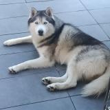 Picture of dog lost at Neuville Sur Escaut