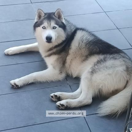 Photo 1/1 Wooky Chien lost in Neuville sur escaut