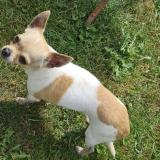 Picture of dog lost at Lallaing