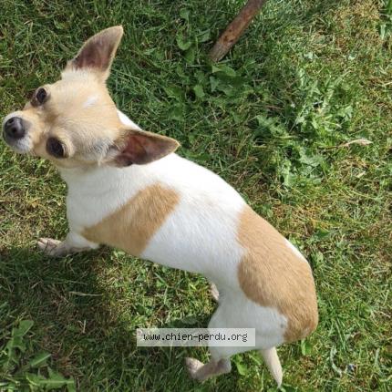 Photo 1/1 Shanna Chien lost in Lallaing