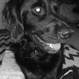 Picture of dog lost at Caux