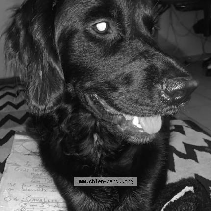 Photo 1/1 Nana Chien lost in Caux