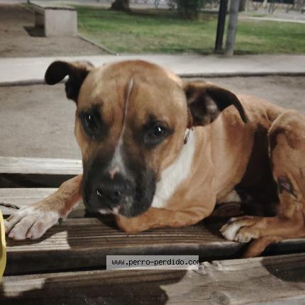 Photo 1/1 Found dog Found in Santiago