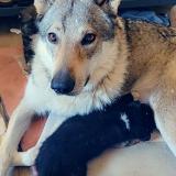 Picture of dog lost at Broyes