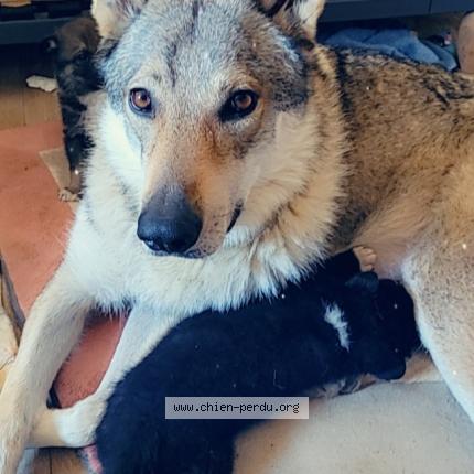 Photo 1/1 Lune Chien lost in Broyes
