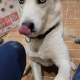 Picture of dog lost at Broyes