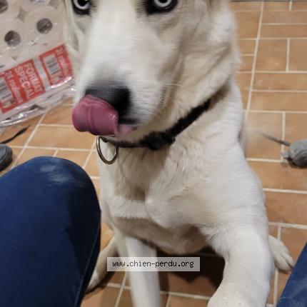 Photo 1/1 Newton Chien lost in Broyes