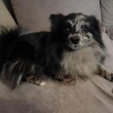 Picture of dog lost at Brest