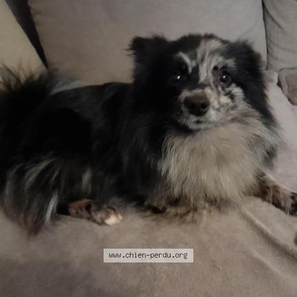 Photo 1/1 Crevette Chien lost in Brest