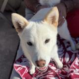 Picture of dog lost at Cabannes