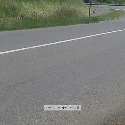 Photo 1/1 Found dog Found in Evron