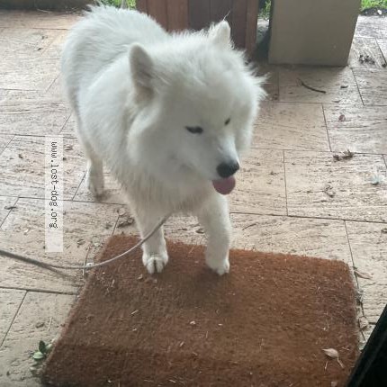 Picture of dog found at Applecross