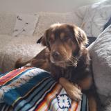 Picture of dog lost at Couiza