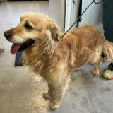 Picture of dog found at Houplines