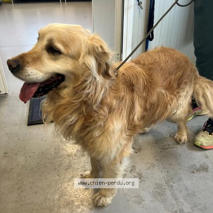 Photo 1/1 Found dog Found in Houplines