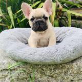 Picture of dog lost at Teyssode