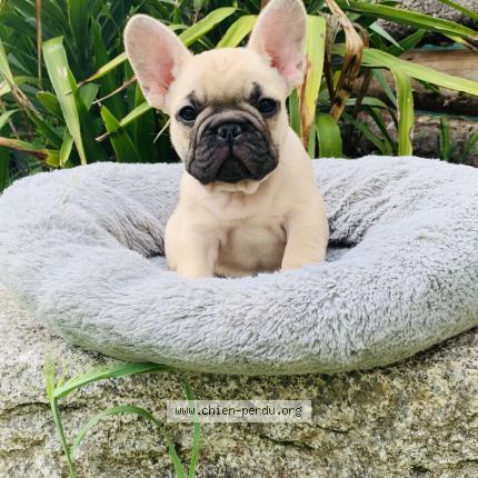 Photo 1/1 Apache Chien lost in Teyssode