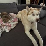 Picture of dog lost at Chateauneuf Sur Isere