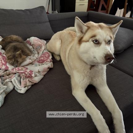 Photo 1/1 Reve Chien lost in Chateauneuf sur isere