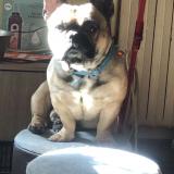 Picture of dog lost at Jonzieux