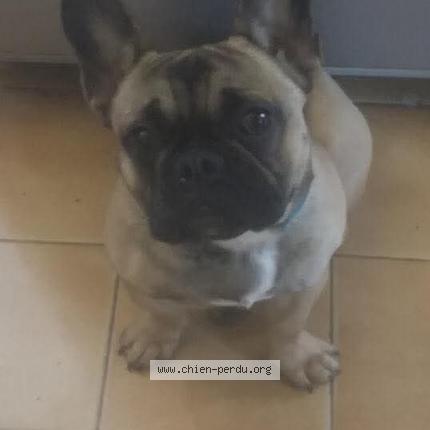 Photo 2/2 Bobby Chien lost in Jonzieux