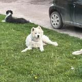 Picture of dog lost at Behencourt