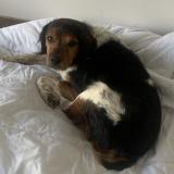 Picture of dog found at Behericourt