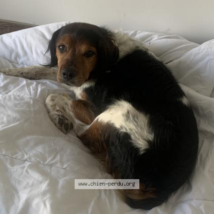 Photo 1/1 Found dog Found in Behericourt