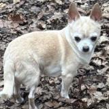 Picture of dog lost at Nancy