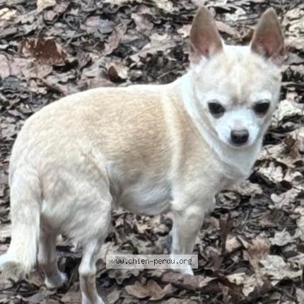 Photo 1/2 Lupo Chien lost in Nancy