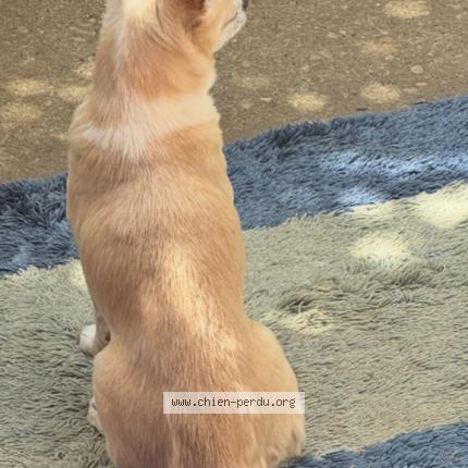 Photo 2/2 Lupo Chien lost in Nancy