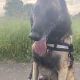 Picture of dog lost at Montrouveau