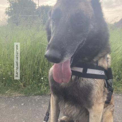 Photo 1/1 Phendral Chien lost in Montrouveau