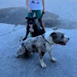 Picture of dog lost at Beziers