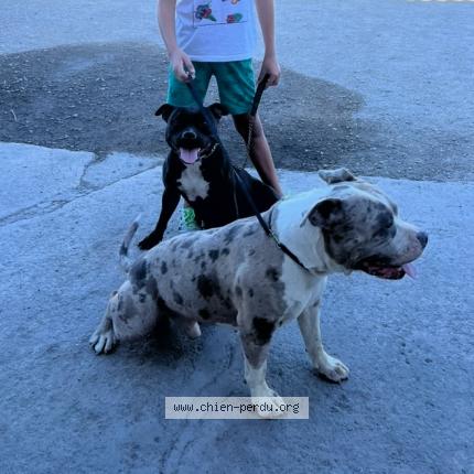 Photo 1/1 Sansnom Chien lost in Beziers