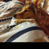 Picture of dog lost at Fechain