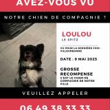 Picture of dog lost at Villeurbanne