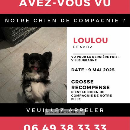 Photo 1/1 Loulou Chien lost in Villeurbanne