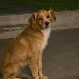 Picture of dog lost at Buenos Aires